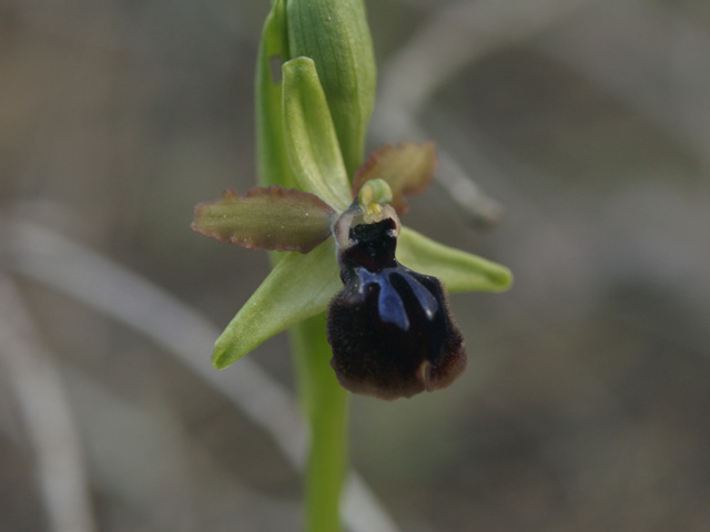 ophrys passionis